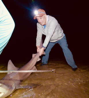 Big shark landed under the lights in Cape May!