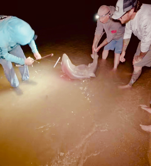 Night shark handling in Cape May waters.