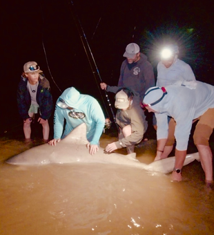 Sandbar shark brought to shore in Cape May waters.
