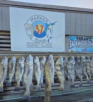 Loaded sheepshead haul.
