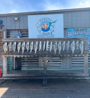 Productive speckled trout haul!