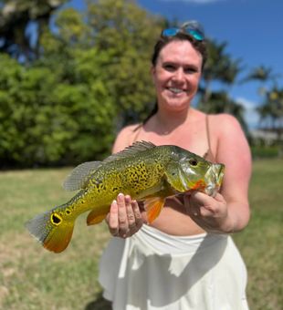 Vibrant peacock bass!