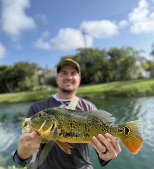 Vibrant peacock bass catch