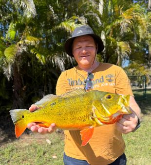 Bold peacock bass!