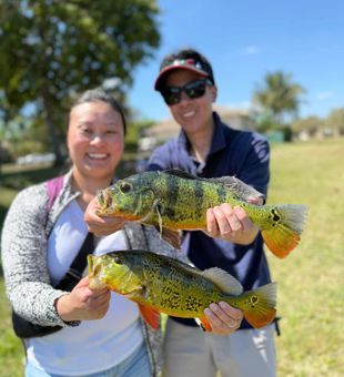Peacock Bass Pop in the Sun