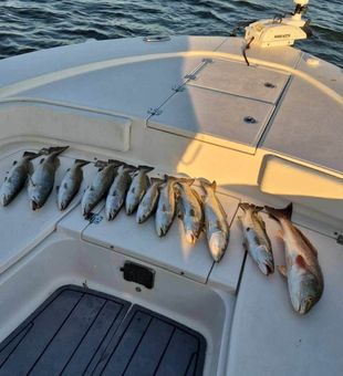 Impressive Gulf Coast fishing catch with Redfish and Sheepshead