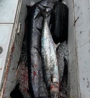 Fresh catch! 🎣 #Wahoo #KingMackerel