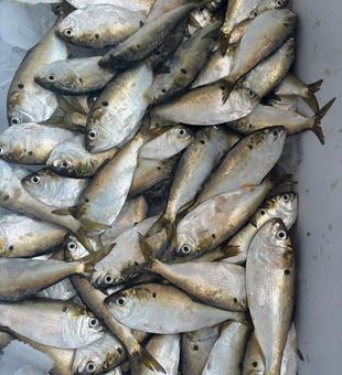 Fresh Shad! - Harbor City Bait
