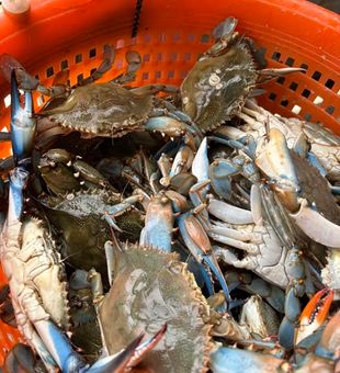 Live Blue Crab - Harbor City Bait