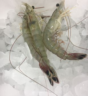 Fishermen trust us for a reason