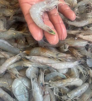 Fresh live shrimp for Port Aransas trips