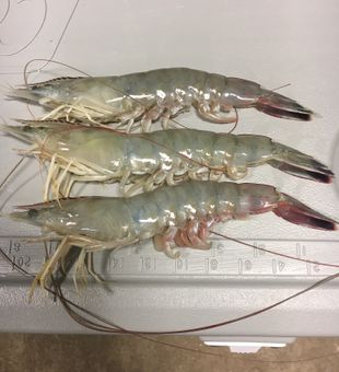 Fresh Shrimp! bait and for Table! 