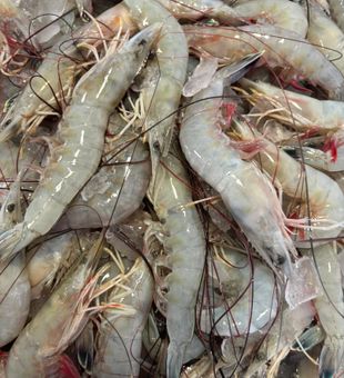 Fresh shrimp stocked daily in Aransas Pass