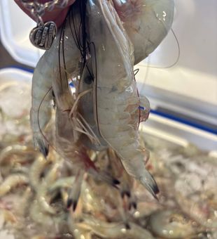 Your go-to bait shop in Port Aransas