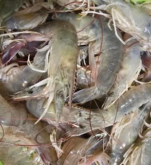 Fresh bait daily — Harbor City’s finest