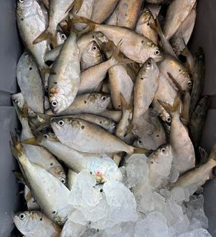 More FRESH SHAD !!!!!