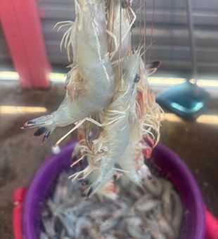 Top bait for inshore fishing Aransas Pass