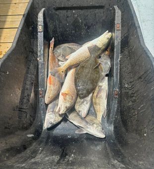 Port O'Connor redfish filling up the cooler!