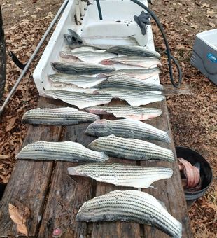 Waterside wonders at Lake Murray.