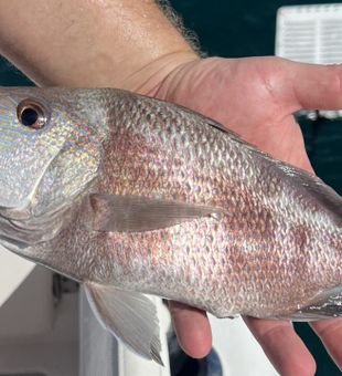One fish after the other. Port Charlotte, FL.