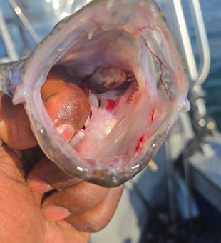 Toothy Sport Fish Catch