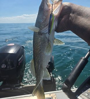 Impressive Walleye Catch