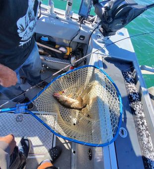 Nice Detroit walleye ready for the net!