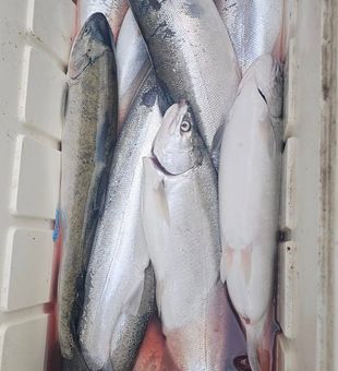 Full cooler of Coho and Chinook Salmon!