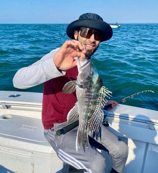 Beautiful black sea bass from Wareham MA waters!