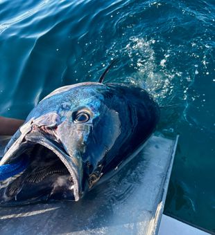 Giant tuna 