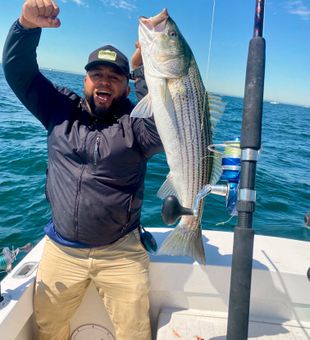 Beautiful Wareham striped bass caught today!