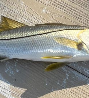 Snook Fishing fun in sunny Hernando, FL