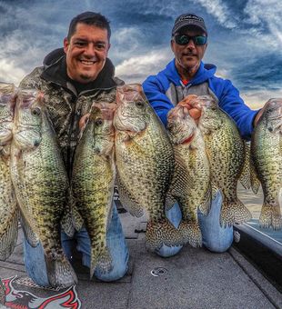 Limit Lake Fork crappie catch on guided fishing trip