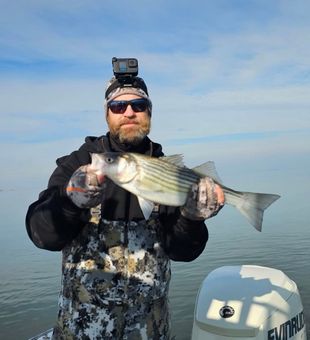 Striped Bass Catch - Chesapeake Bay, MD.
