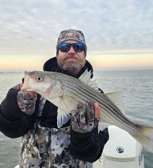 Another Striped Bass - Chesapeake Bay, MD.