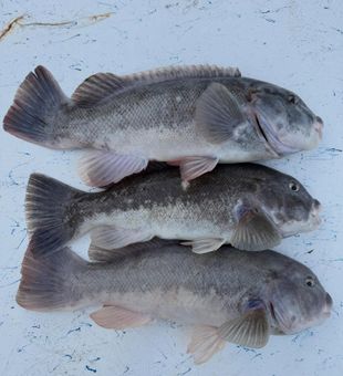 Triple tautog success in Salisbury MD waters!