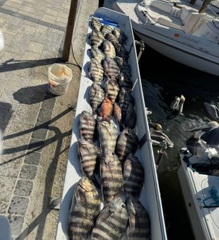 Excellent sheepshead catch from Cape Coral waters!
