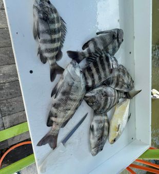 Cape Coral sheepshead filling up the cooler nicely!