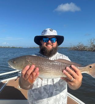 Redfish School in Cape Coral Mangroves