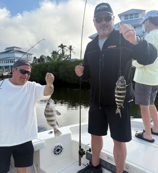 Black drum and sheepshead from Punta Gorda waters!