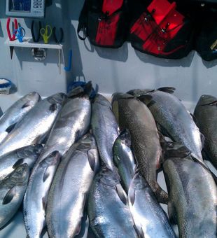 Reeling in the Action: Lake Michigan Fishing 