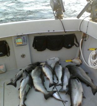 Quest for Trophy Fish: Salmon Charters