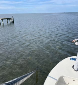 Sight fishing thrills in Beaufort, NC waters.