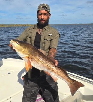 Healthy Redfish Catch