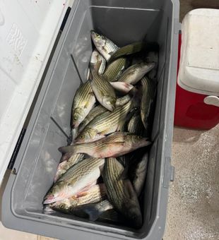 Enjoy the coastal waters and inland fishing spots of South Carolina.