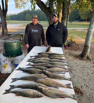 Stripers Haul - Clarks Hill, SC.