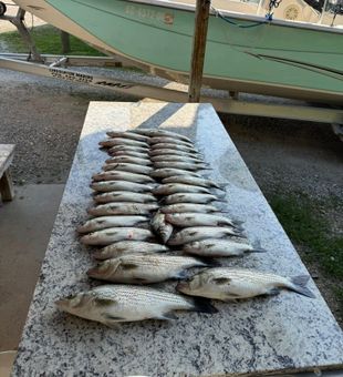 Limitless White Bass Catch Display