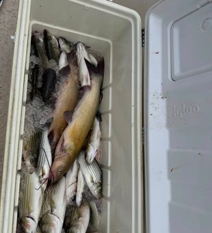 Icy White Bass and Catfish Haul