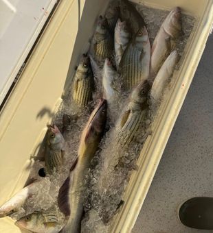 Stripers Clean Bucket! - Clarks Hill, SC.