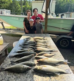 Hook into exciting striped bass fishing on Lake Murray near North Augusta, SC, where powerful fish and scenic waters create an unforgettable freshwater adventure.